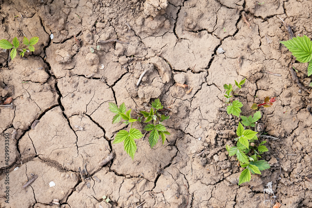 Young plant growing up on crack earth, Global warming theme green grass rising on burned cracked ground Young plant growing up on crack earth, Global warming theme green grass rising on burned cracked ground