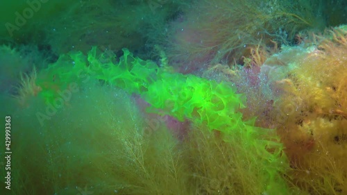 Different cpecies of green (Ulva, Enteromorpha), brown and red algae and hidroids Obelia on stones in the Black Sea, Ukraine photo