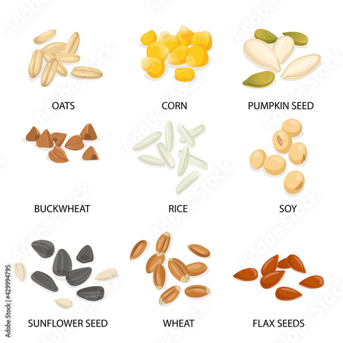 Plant seeds and cereals illustration set. Different grains and beans vector collection with inscriptions. Buckwheat, millet, corn, rice, oat, wheat. Harvest and vegetarian concept