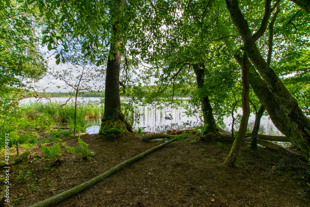 Fototapeta premium lake in the forest (Brandenburg, Germany)