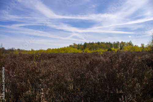 Stampa su tela Beautiful heathland in the Drover Heide nature reserve