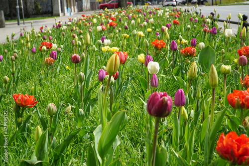 Colorful tulips growing on a street flower bed or in the garden. Selective focus. Natural floral spring background.