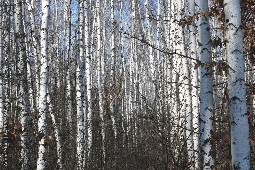 Fototapeta premium Young birch with black and white birch bark in spring in birch grove against background of other birches