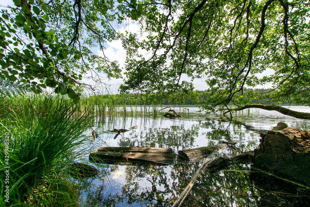 lake in the forest (Brandenburg, Germany)