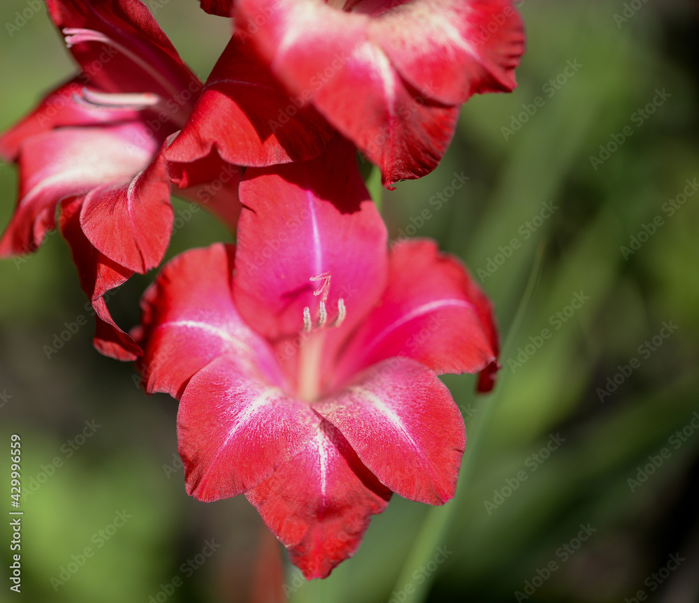 Fototapeta premium Gladiolus, red gladioli are blooming in the garden. Close-up of gladiolus flowers. Bright flowers of gladiolus in summer. Large flowers and buds on a green background.