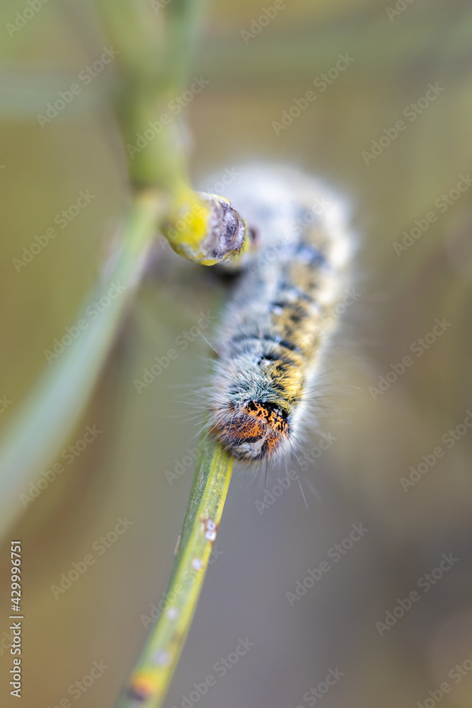 Fototapeta premium Caterpillar in its natural environment.