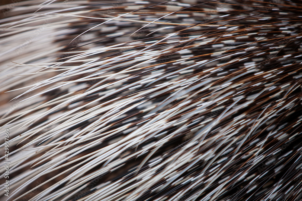 Close up photo of Indian crested Porcupine Hystrix indica quills Close up photo of Indian crested Porcupine Hystrix indica quills