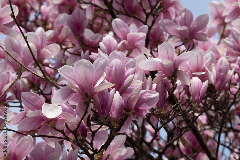 Closeup of pink magnolia blossoms
