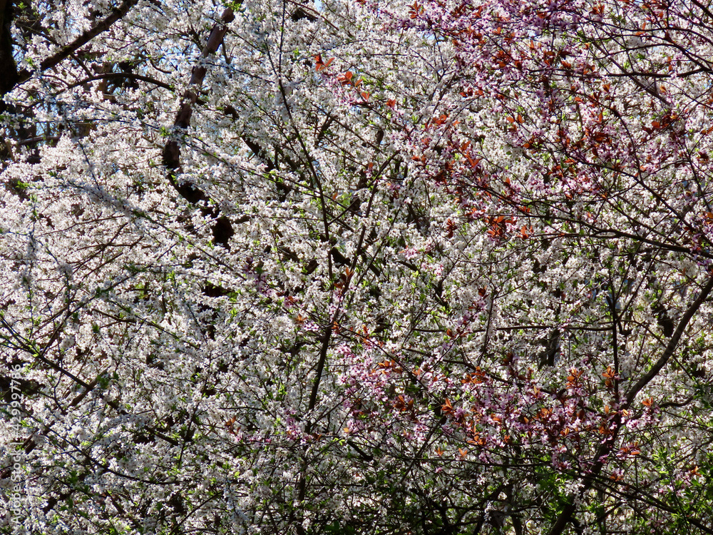 White and pink plums flowering, blue sky. Close up White and pink plums flowering, blue sky. Close up