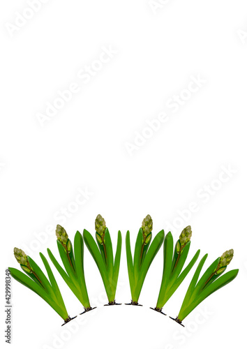 Spring. They cursed from the bulbs of hyacinth. Frame on a vertical white sheet of A4 format.
