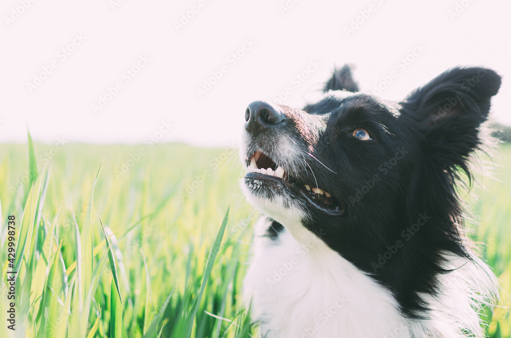 Portrait of a border in a field looking up. Portrait of a dog with copy space Portrait of a border in a field looking up. Portrait of a dog with copy space