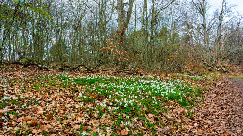 Obraz premium autumn leaves on the ground
