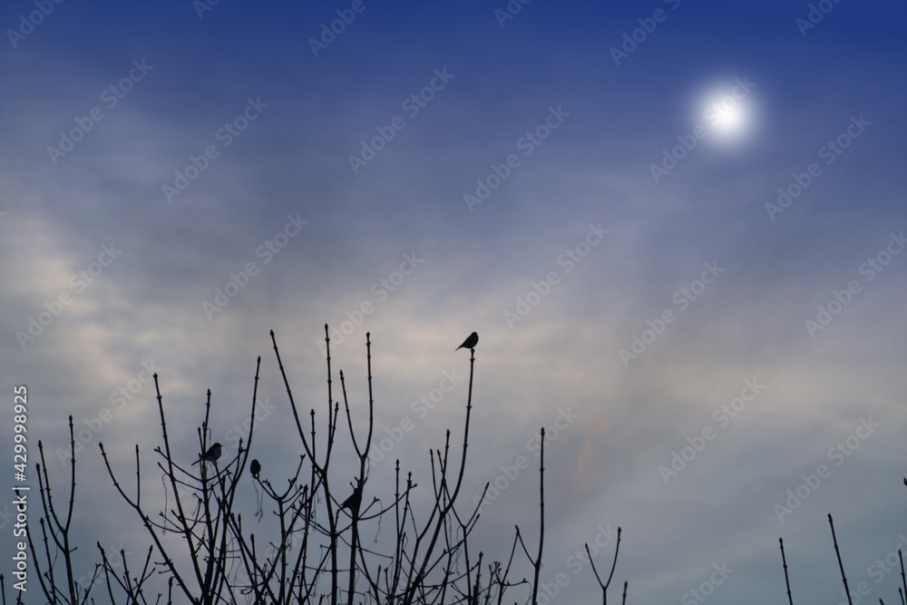 Obraz premium birds,nature,cloud, evening,winter,animal,nature,view,silhouette, blue,