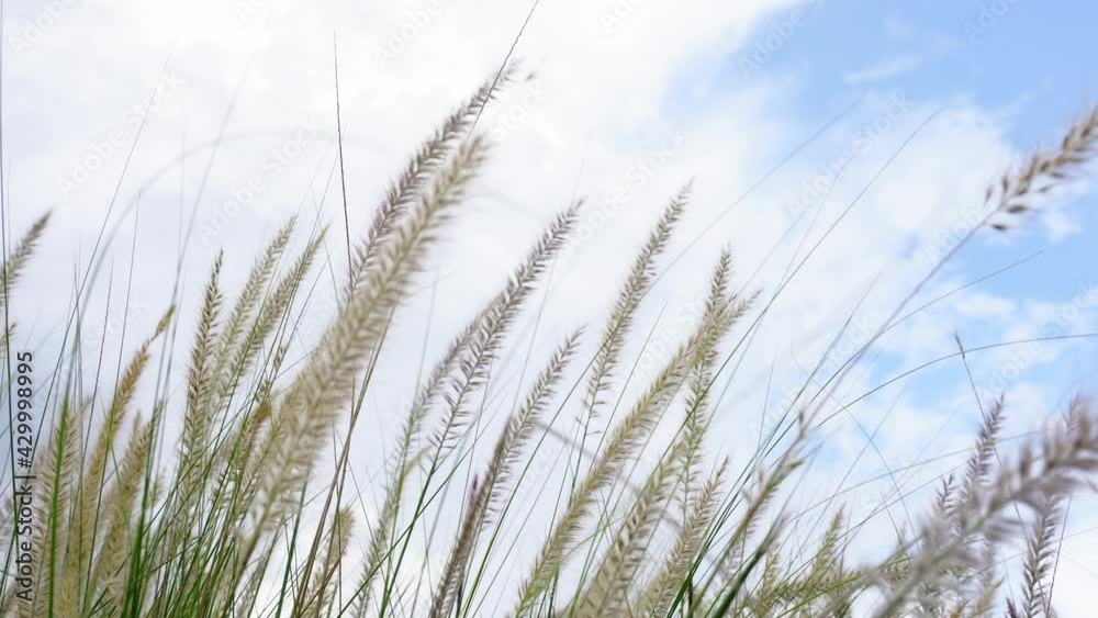 In the midst of the grassland surrounded by forests with the atmosphere before the rain, there was a gentle breeze and the sky was cloudy. In the midst of the grassland surrounded by forests with the atmosphere before the rain, there was a gentle breeze and the sky was cloudy.