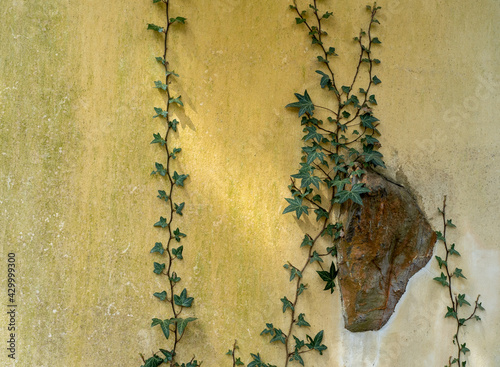 climbing plants on an old dirty wall