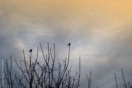 birds,sunrise, tree,nature,sky,winter,silhouette, cloud, 