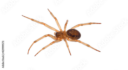 Noble false widow spider isolated on white background, Steatoda nobilis juvenile