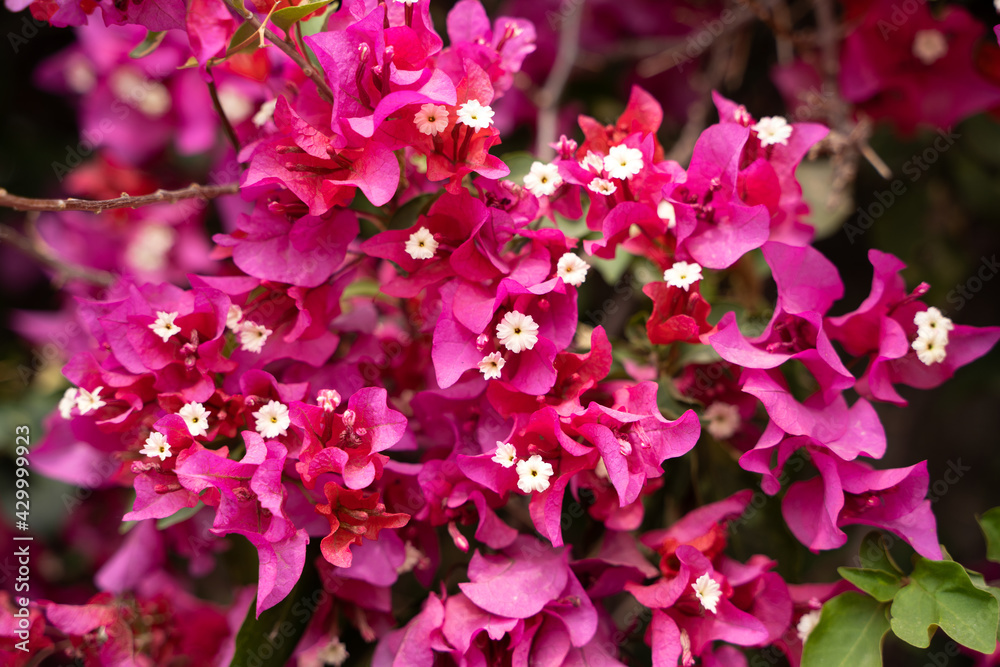 Naklejka premium Pink flowers of Bougainvillea spectabilis. Close Up shot of pink flower bougainvillea.