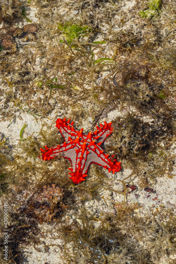Colorful red-knobbed Sea Star at low tide at the coastline of Zazibar Colorful red-knobbed Sea Star at low tide at the coastline of Zazibar