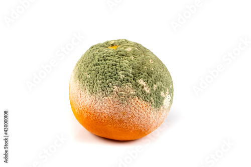 Rotten orange isolated on white background. Orange with mold fungi. Green mold on an orange. Moldy orange. photo