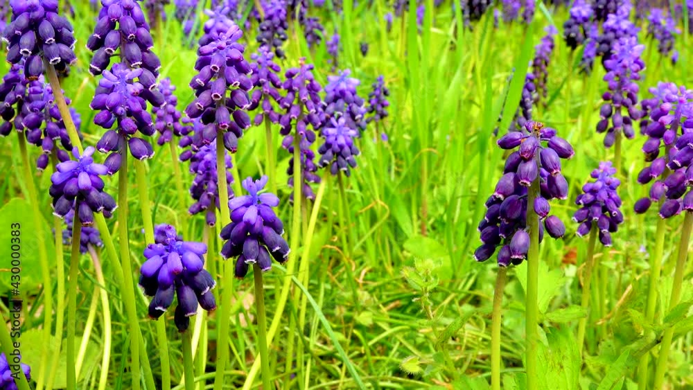 Thickets of blooming blue flowers muscari, steppe Ukraine. Slider shot Thickets of blooming blue flowers muscari, steppe Ukraine. Slider shot