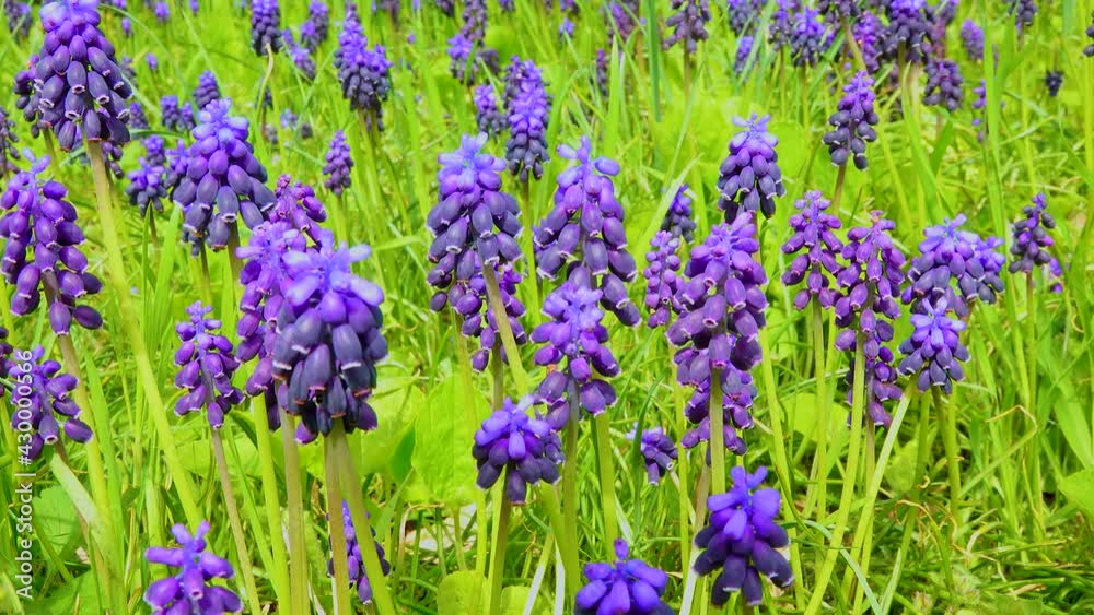 Thickets of blooming blue flowers muscari, steppe Ukraine. Slider shot Thickets of blooming blue flowers muscari, steppe Ukraine. Slider shot