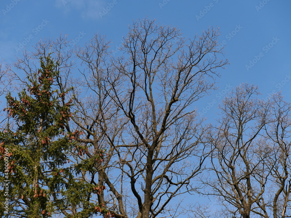 trees in the sky trees in the sky
