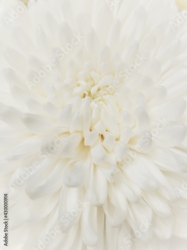 white chrysanthemum flower