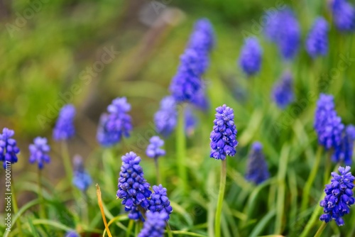 flowers in the garden