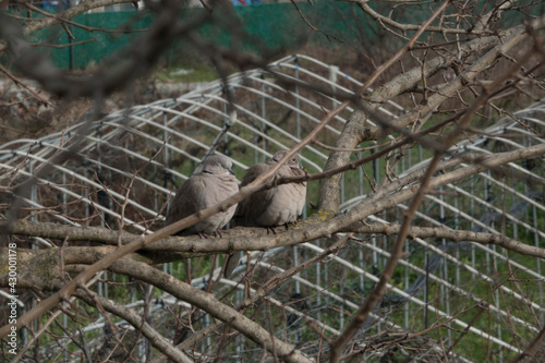 couple pigeons perched on a tree