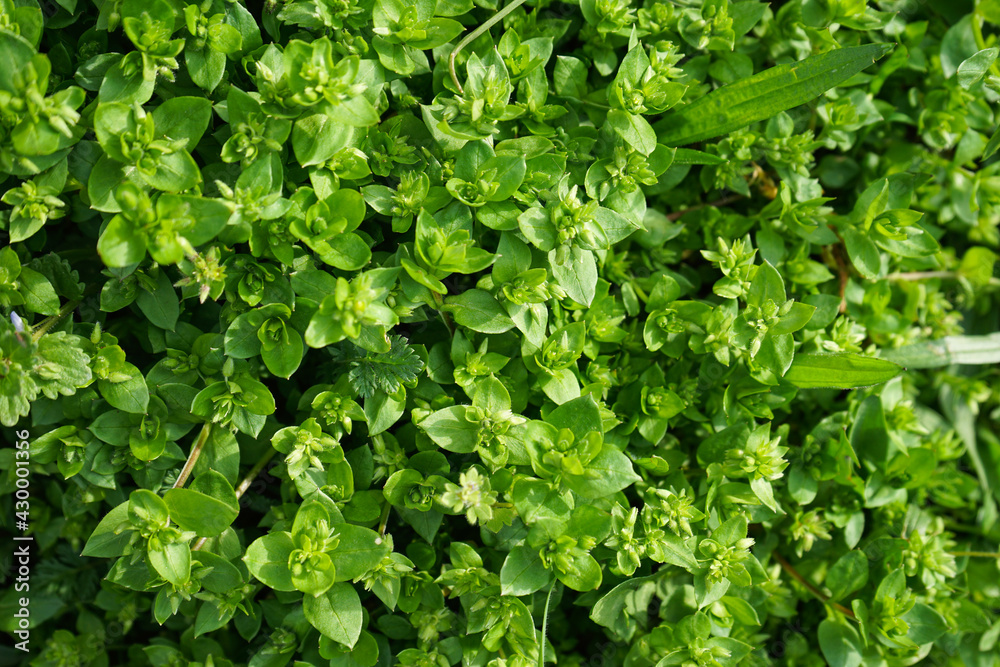 Obraz premium Green grass texture background. Top view.