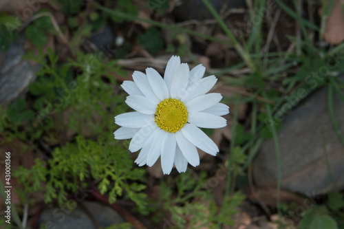 Daisy is the only among the greens