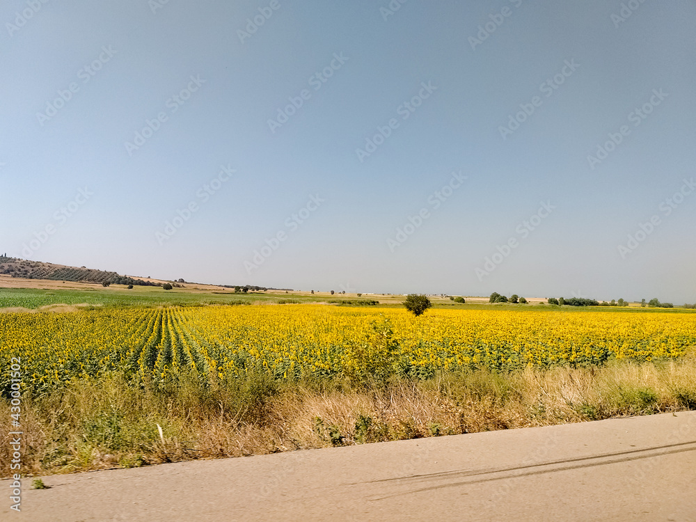 Fototapeta premium field of sunflowers