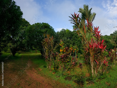 Jardin en Guyane, au Blues Road Carbet