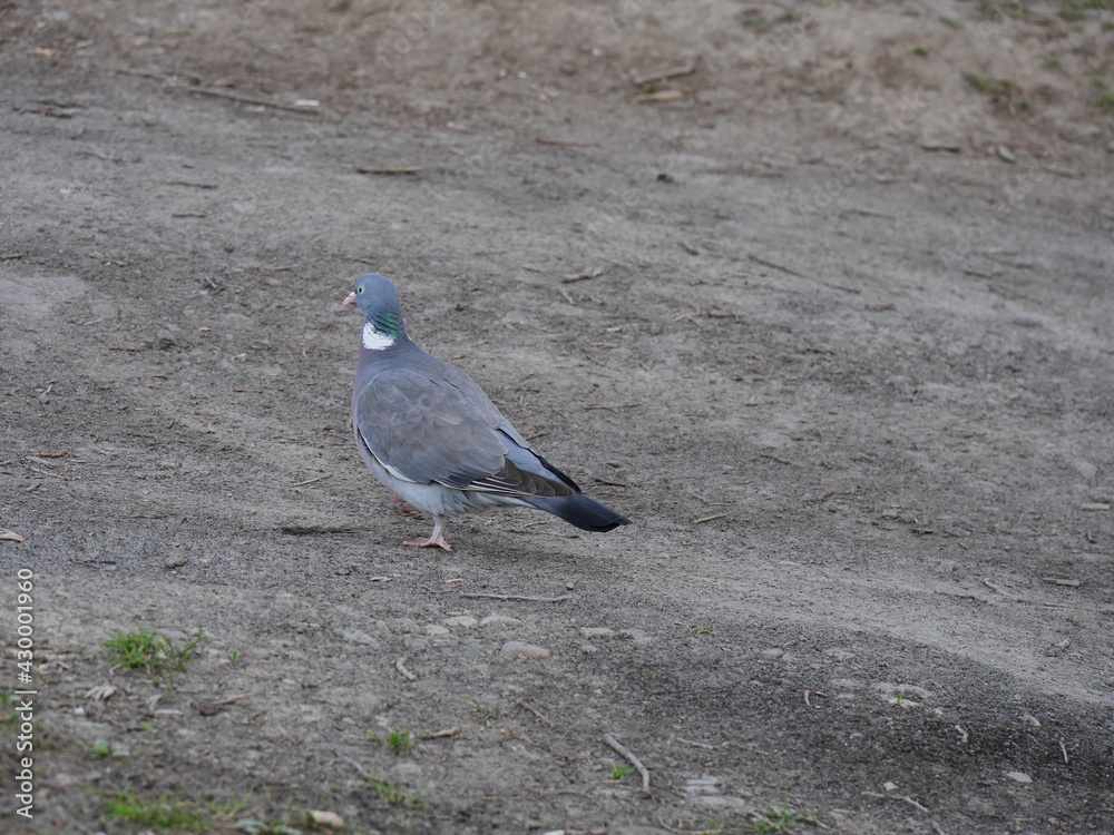 Fototapeta premium pigeon on the beach
