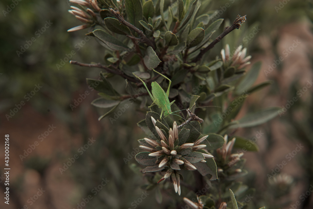 Fototapeta premium close up of pine cones