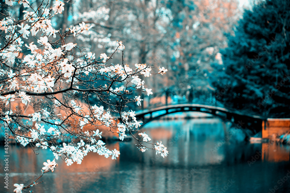 Fototapeta Widok na wiosenny park z mostem i kwitnącymi magnoliami