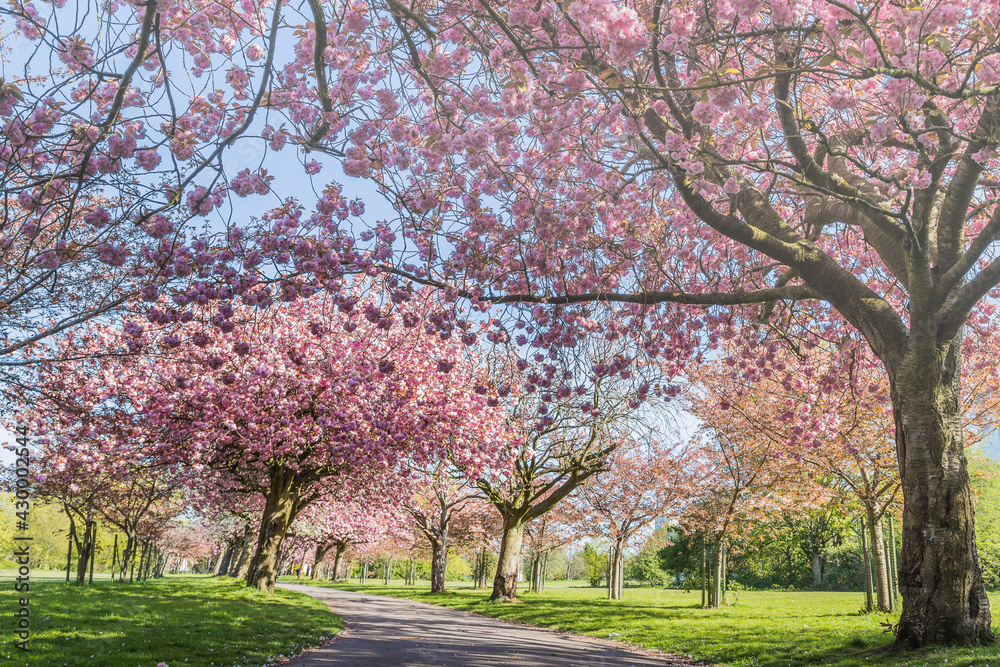 Cherry blossom on an avenue of trees