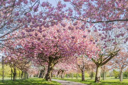Cherry blossom on an avenue of trees