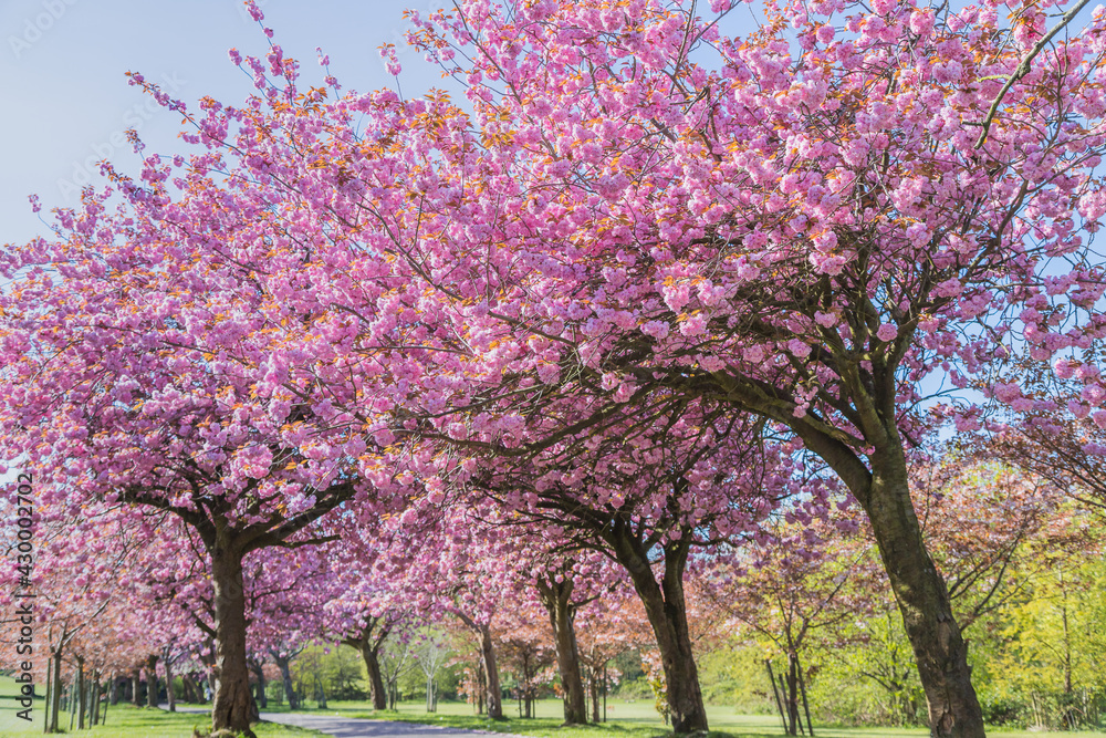 Cherry blossom on an avenue of trees