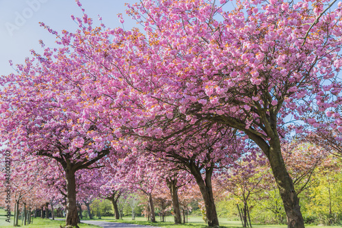 Cherry blossom on an avenue of trees