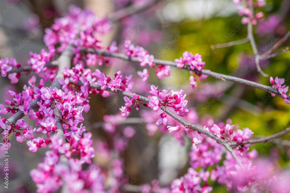Closeup of Eastern Redbud flowers in bloom on a branch Closeup of Eastern Redbud flowers in bloom on a branch