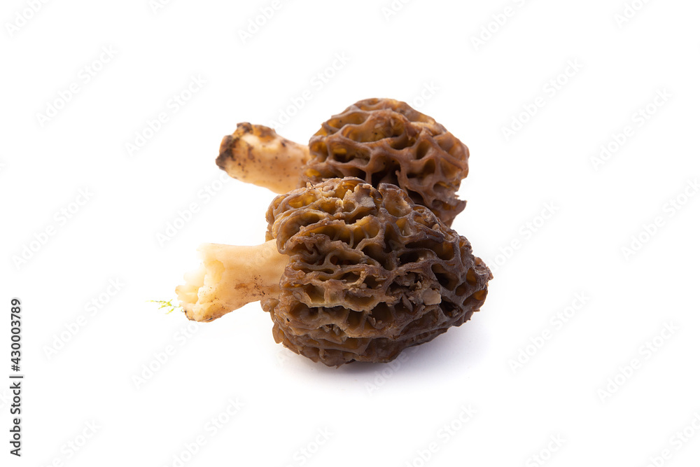 Fototapeta premium Morilles