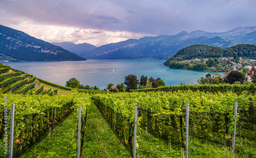 Vineyard on the shore of lake Thun near the town of Spiez of the canton Bern, Switzerland