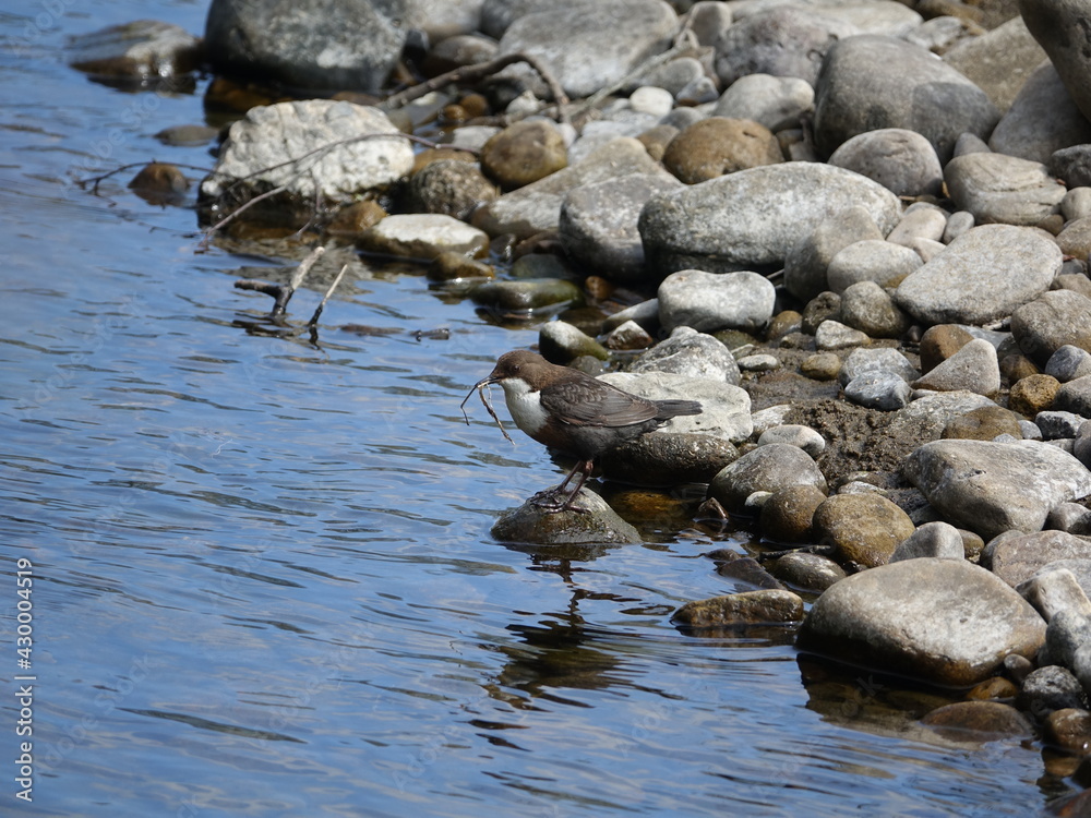Fototapeta premium dipper (Cinclus cinclus) perched on stone in river, with nest building material in beak