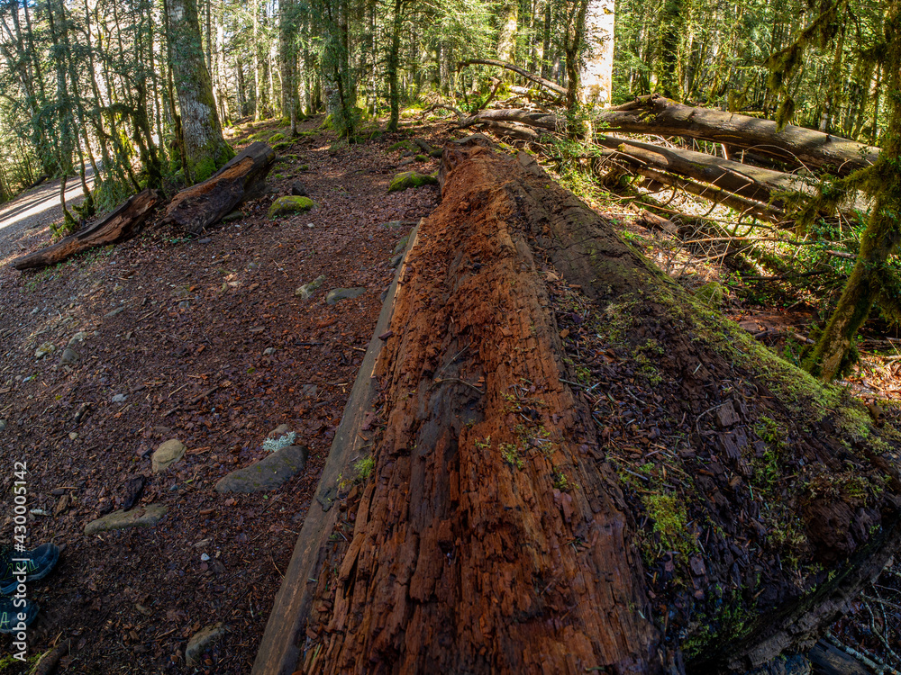 Fototapeta premium walk through the national park of ordesa and lost mountain