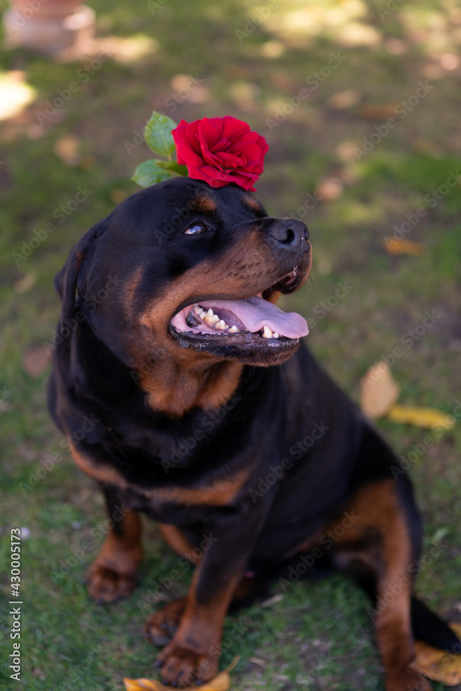 Cute watchdog with adorable eyes looking in distance and holding red rose on the head, funny rottweiler pet relaxing in the garden. Sweet puppy outdoors Cute watchdog with adorable eyes looking in distance and holding red rose on the head, funny rottweiler pet relaxing in the garden. Sweet puppy outdoors