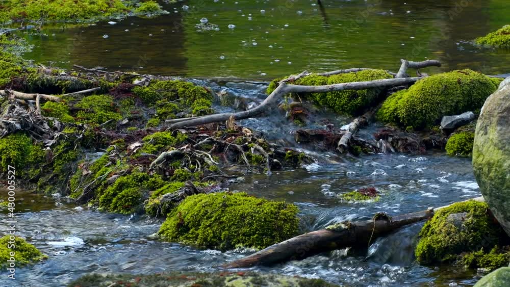 Slow flowing spring creek Slow flowing spring creek