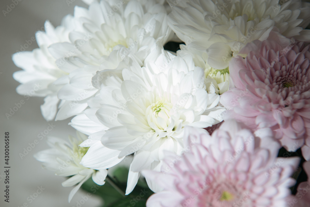 pink and white chrysanthemum flower close-up