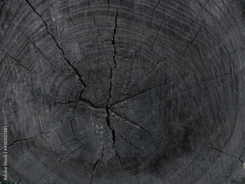 Fototapeta premium cracked wooden texture, sawn stump